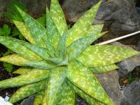 Aloe maculata rosette