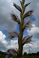 Gladiolus elliotii flower spike