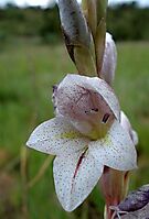 Gladiolus elliotii flower