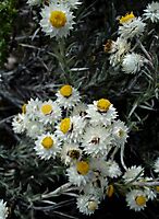 Helichrysum acrophilum leaves