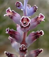 Lachenalia membranacea flowers