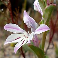 Lapeirousia divaricata angled flower