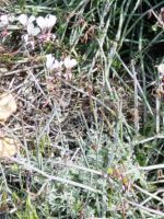 Pelargonium tetragonum stems in the dry season