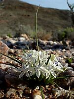 Lapeirousia plicata subsp. plicata
