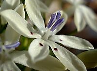 Lapeirousia plicata subsp. plicata flower