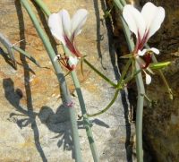 Pelargonium tetragonum flowers