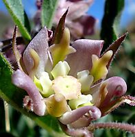 Pachycarpus vexillaris flower