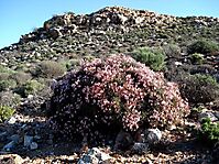 Pelargonium crithmifolium rounded shrub in habitat