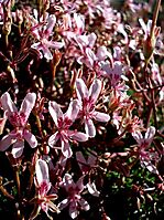 Pelargonium crithmifolium flowers