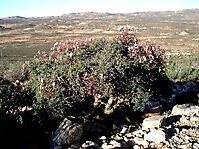 Pelargonium crithmifolium sentinel duty