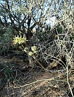 Pelargonium leipoldtii