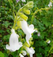 Ceratotheca triloba white flowers