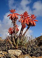 Aloe krapohliana flowering well