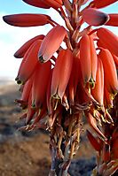 Aloe krapohliana flowers