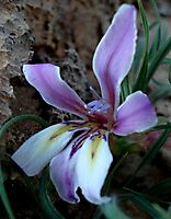 Babiana namaquensis flower
