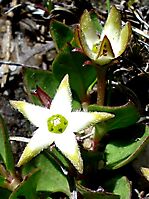 Brachystelma stellatum flower opening