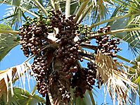 Hyphaene petersiana, the mokola or makalani palm