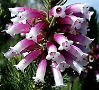 Erica viscaria subsp. longifolia flowers