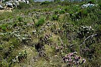 Erica viscaria subsp. longifolia, a fynbos stand