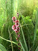 Gladiolus crassifolius, a dark flowering form