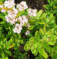Crassula cultrata flowers and leaves