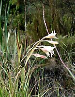 Gladiolus monticola inflorescence