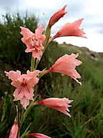 Gladiolus oppositiflorus flower spike