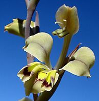 Gladiolus orchidiflorus flower