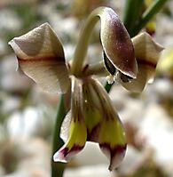 Gladiolus orchidiflorus arching dorsal tepal