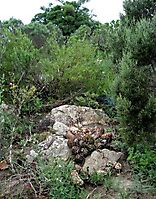 Haworthiopsis coarctata var. coarctata in rocky abode