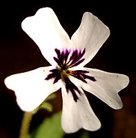 Jamesbrittenia racemosa flower