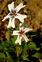 Jamesbrittenia racemosa flowers