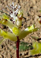 Lachenalia trichophylla flowers