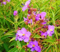 Dissotis princeps purple flowers