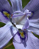 Moraea inclinata flower close-up