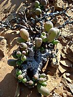 Crassothonna clavifolia