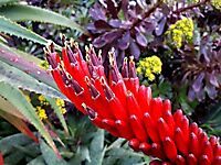 Aloe mawii flowers