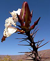 Pachypodium lealii flowers tended by robust spines