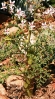 Pelargonium radens