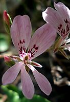 Pelargonium pinnatum flower