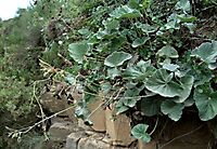Pelargonium sidoides leaves