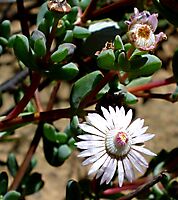 Ruschiella argentea flower