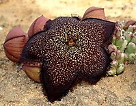 Tridentea pachyrrhiza flower