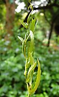 Cyphia stenopetala leaves