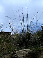 Dierama  reynoldsii in mountain grass