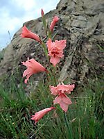 Gladiolus oppositiflorus with grass and rock