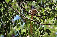 Paradise flycatcher choosing mopane