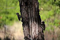 Mopane stem inspected by cardinal woodpeckers