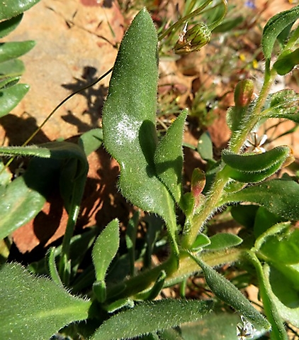 Tetragonia hirsuta leaves