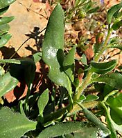 Tetragonia hirsuta leaves
